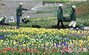 間近に迫ったチューリップの季節