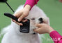 ドッグショーに出場した犬たち　／ソウル