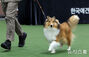 ドッグショーに出場した犬たち　／ソウル