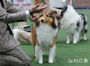 ドッグショーに出場した犬たち　／ソウル