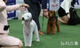 ドッグショーに出場した犬たち　／ソウル