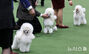 ドッグショーに出場した犬たち　／ソウル