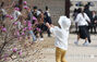 もうすっかり春…景福宮を訪れた観光客たち　／ソウル