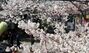サクラが大きく花開いた釜山