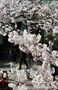 サクラが大きく花開いた釜山