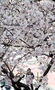 サクラが大きく花開いた釜山