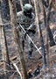 韓国大規模山火事　残り火の鎮圧支援作戦に当たる兵士たち　／慶尚北道
