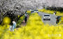 「菜の花と桜のハーモニー」　／済州