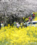 「菜の花と桜のハーモニー」　／済州