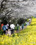 「菜の花と桜のハーモニー」　／済州