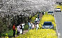 「菜の花と桜のハーモニー」　／済州