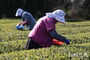 済州島で茶摘み