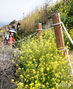 菜の花が満開「犀牛峰の春」　／済州