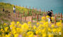 菜の花が満開「犀牛峰の春」　／済州