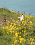 菜の花が満開「犀牛峰の春」　／済州