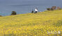 菜の花が満開「犀牛峰の春」　／済州