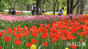 春の天気でチューリップも満開