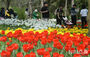春の天気でチューリップも満開