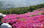 壮観…白楊山のツツジ＝釜山