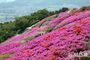 壮観…白楊山のツツジ＝釜山
