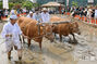 豊年祈願の牛耕展示イベント