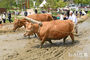 豊年祈願の牛耕展示イベント