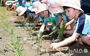 伝統の田植えを体験する「ちびっこ農夫」