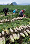 梅雨入り前に春ダイコンの収穫真っ盛り　／済州