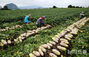 梅雨入り前に春ダイコンの収穫真っ盛り　／済州