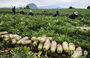 梅雨入り前に春ダイコンの収穫真っ盛り　／済州
