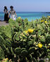 夏の盛りに咲くサボテンの花＝済州