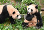 エバーランドで韓国初の双子パンダの誕生祝い