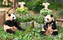 エバーランドで韓国初の双子パンダの誕生祝い