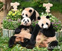 エバーランドで韓国初の双子パンダの誕生祝い