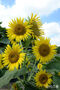 猛暑の中で大きく咲いたヒマワリ