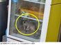ピザ屋の冷蔵庫の中で震えるマルチーズ、警察官が出動する騒ぎに　／釜山【独自】