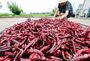 立秋を前にトウガラシを干す風景
