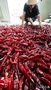 立秋を前にトウガラシを干す風景