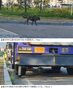 突然出没する野良犬の群れに住民から不安の声　／麗水