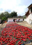 青空の下で天日干しされるトウガラシ