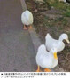 昨年4月10代少年らに石を投げられ失明したアヒル、死骸で見つかる　／安養