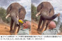 「1杯どう？」　ゾウにビールを飲ませる蛮行に世界が激怒　／ケニア