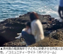 天然記念物・竜頭海岸で子どもが排便　中国人観光客の迷惑行為に韓国ネット憤慨　／済州