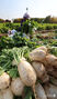 キムジャンのシーズンを前にダイコンの収穫
