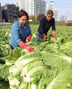 キムジャン用ハクサイを収穫する農業者