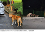 ソウル大キャンパスに野良犬の群れ…学生は対処法をSNSでシェア