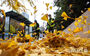 秋の痕跡を消す落葉清掃