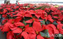 クリスマスを前に大きく花開いたポインセチア