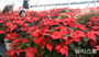 クリスマスを前に大きく花開いたポインセチア