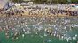 「海雲台ホッキョクグマ祭り」で寒中水泳　／釜山